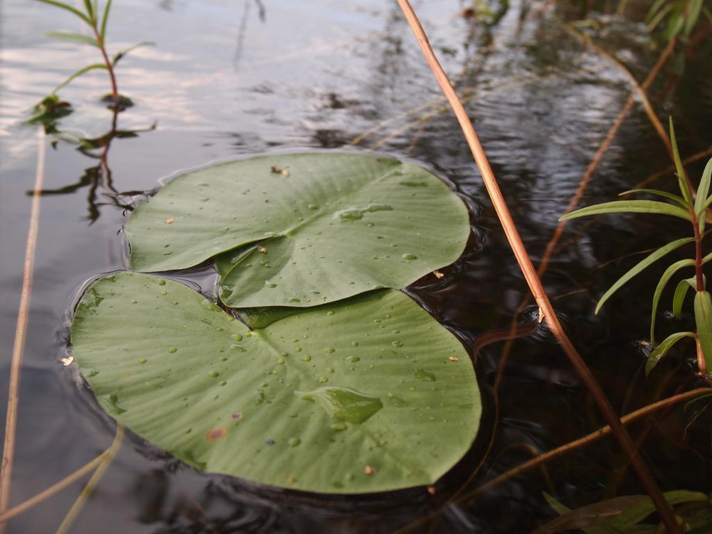 Kuoreksenniemi Villas & Lakehouse Puumala Bagian luar foto